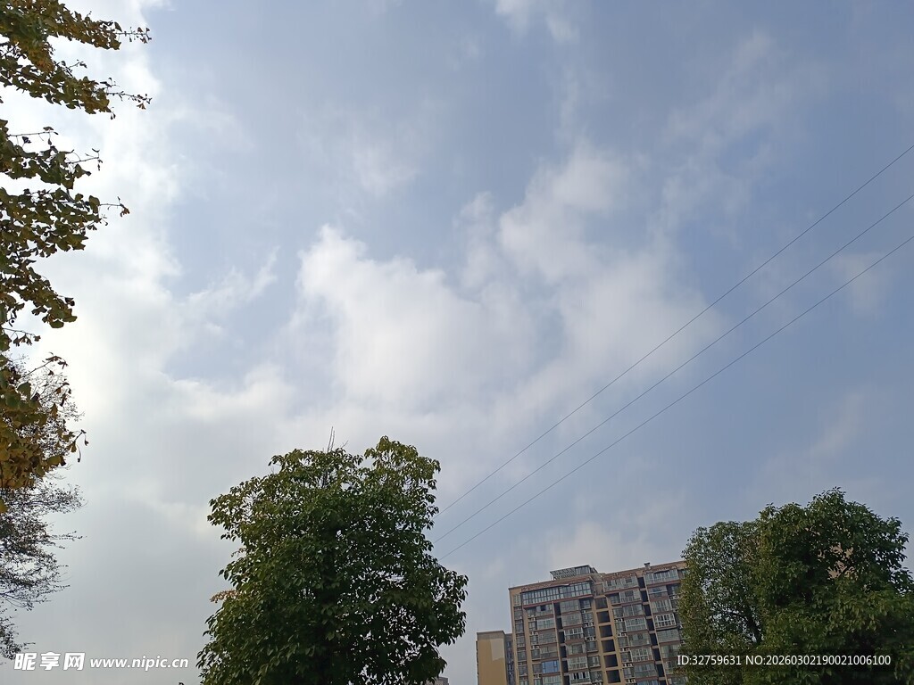 蓝天白云下的城市绿树景观