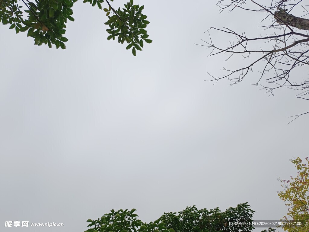 仰视天空中的绿树