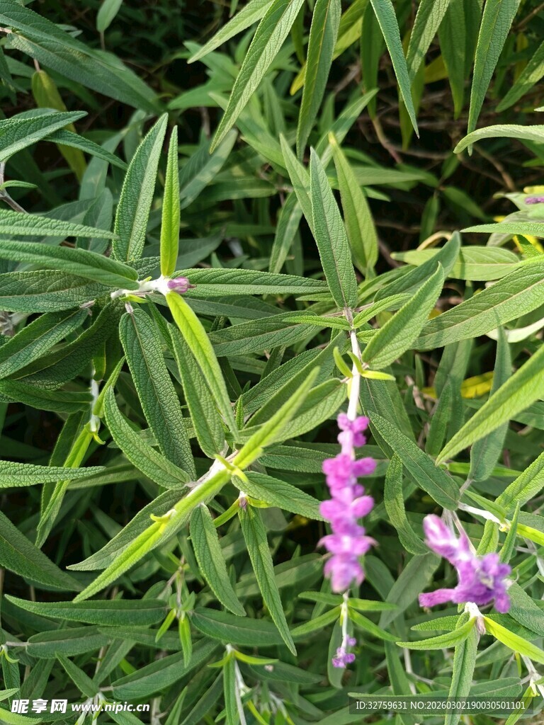 绿叶丛中的紫色小花
