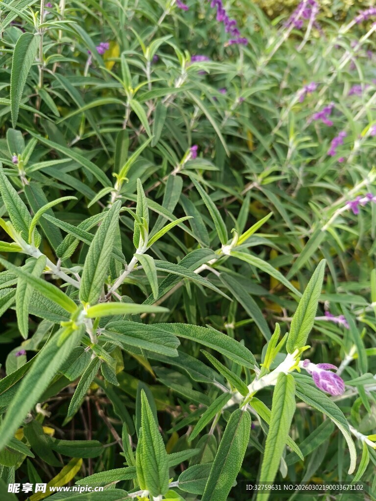 紫色小花绽放于绿叶间