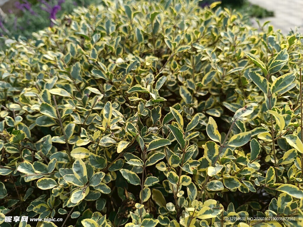 金边黄杨绿植特写