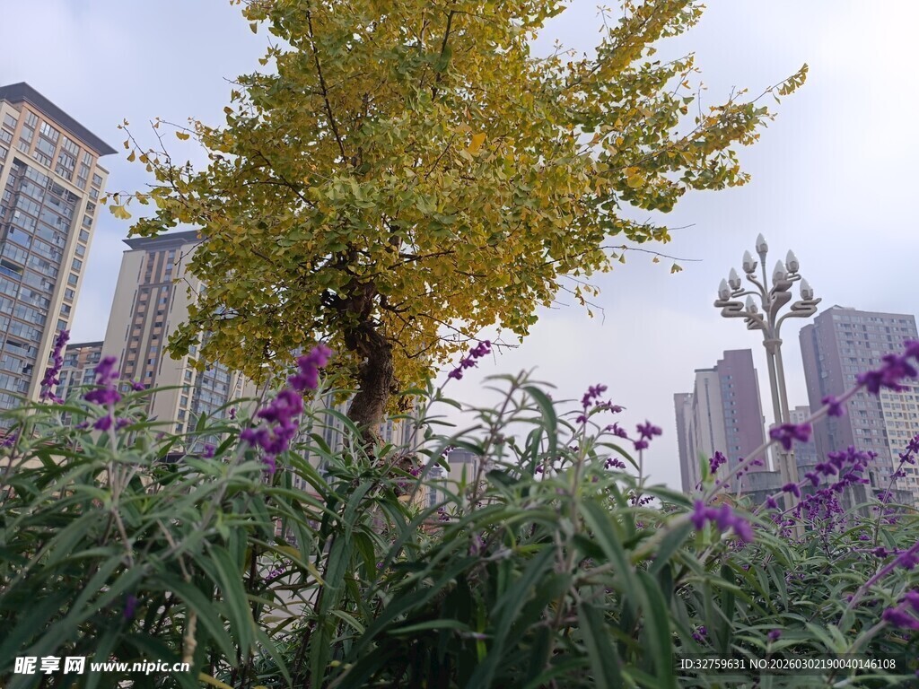 城市中繁花绿树的景致