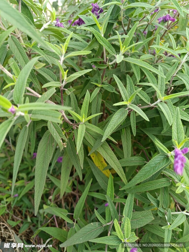 绿叶间的紫色小花