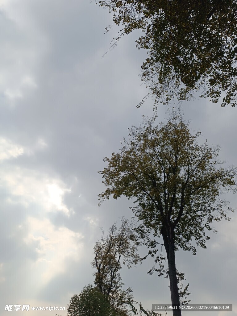 天空下的树木景致