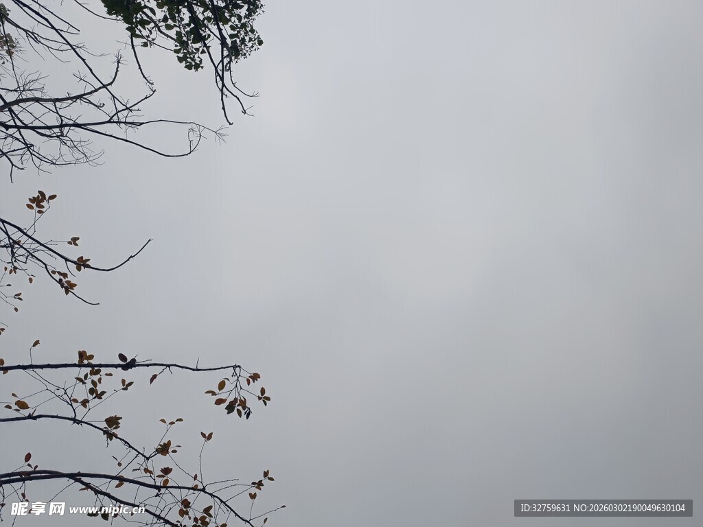 天空下的树枝轮廓