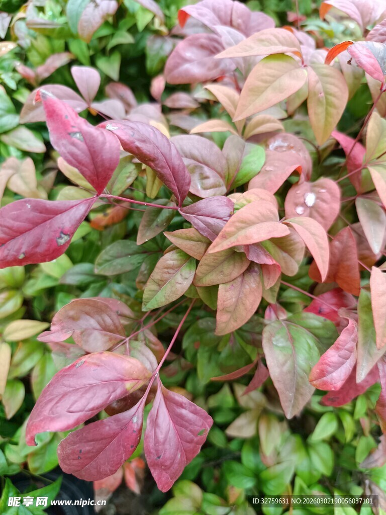 多彩斑斓的变色植物叶片