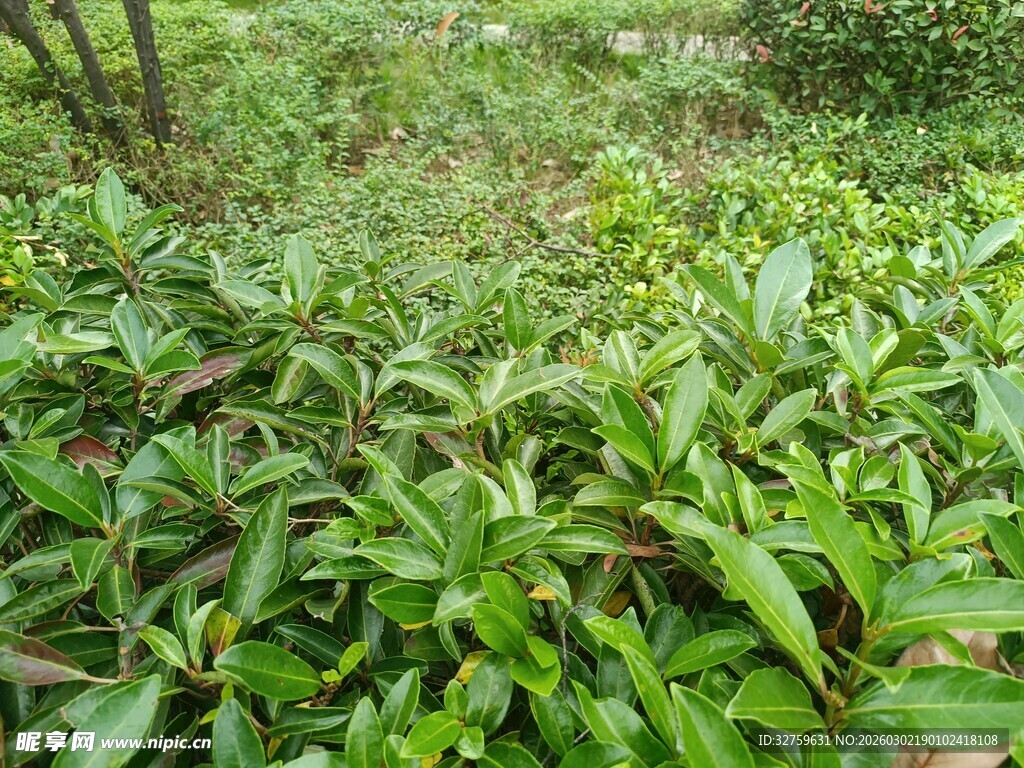 绿意盎然的繁茂植物景观
