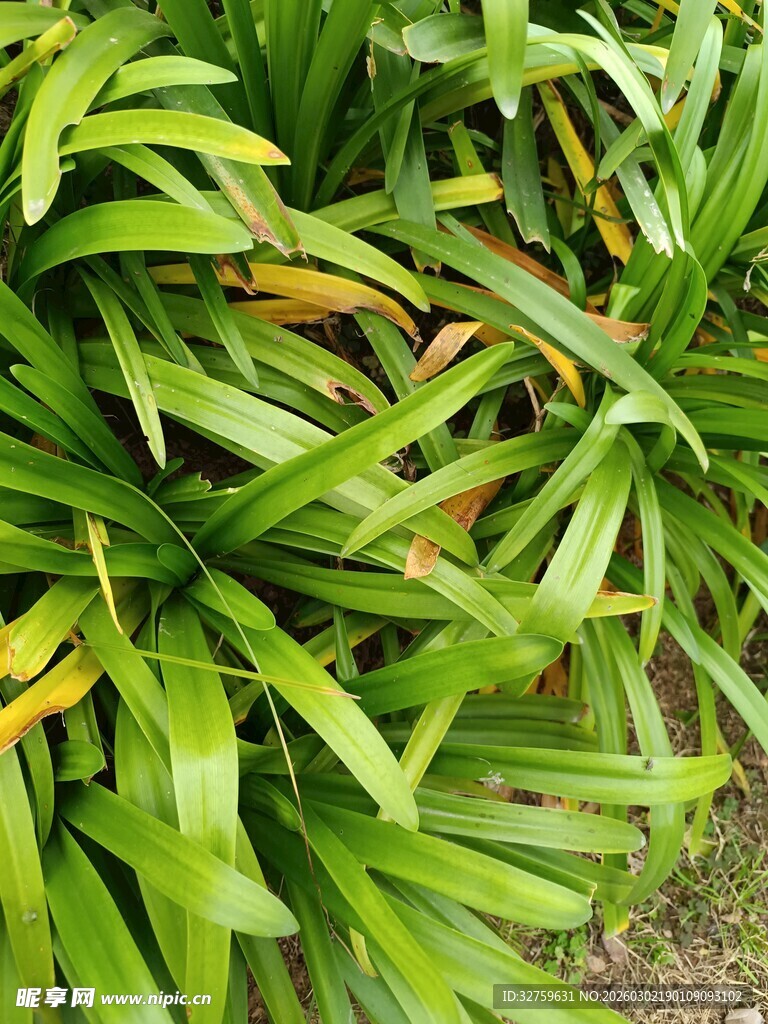 翠绿繁茂的植物叶片