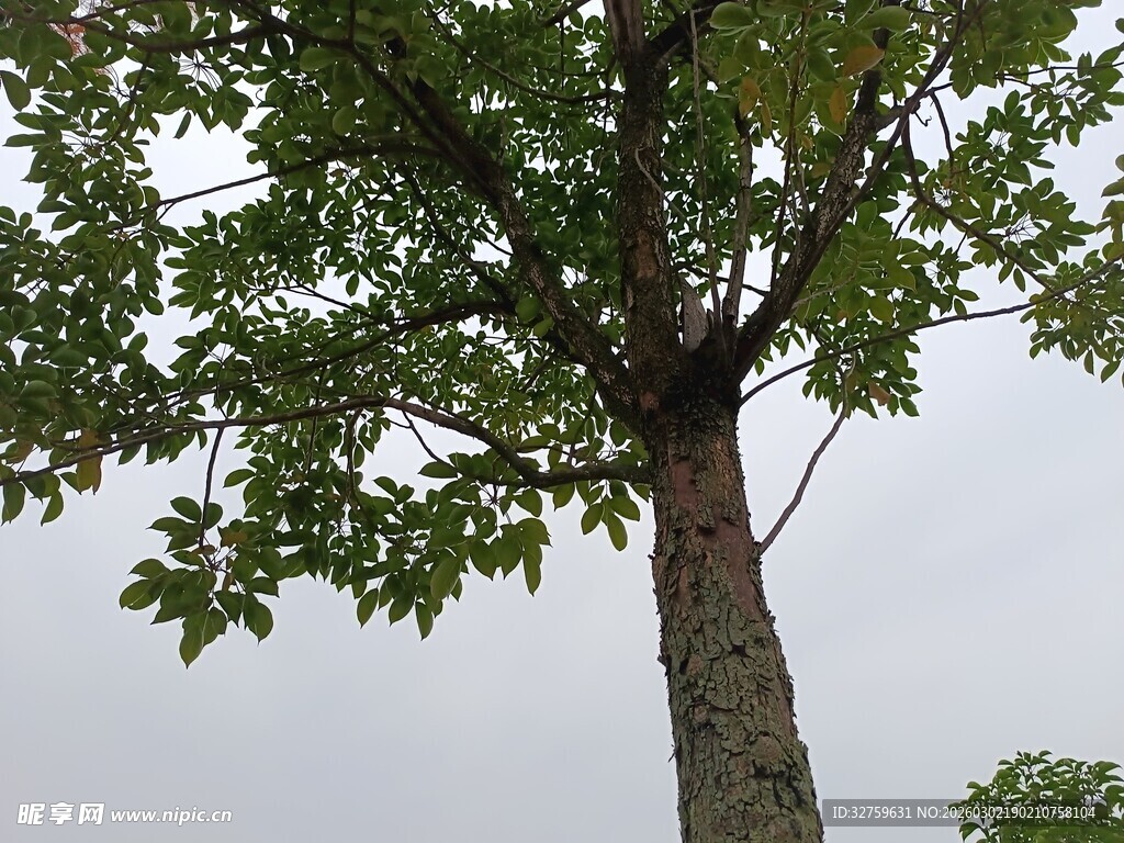 仰视视角下的繁茂大树