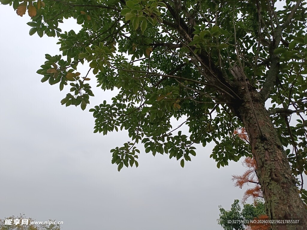 仰视视角下的繁茂大树