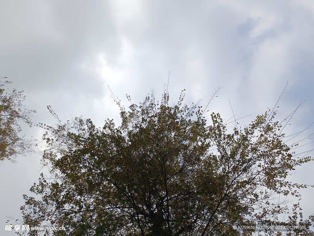 仰视树冠与天空景象
