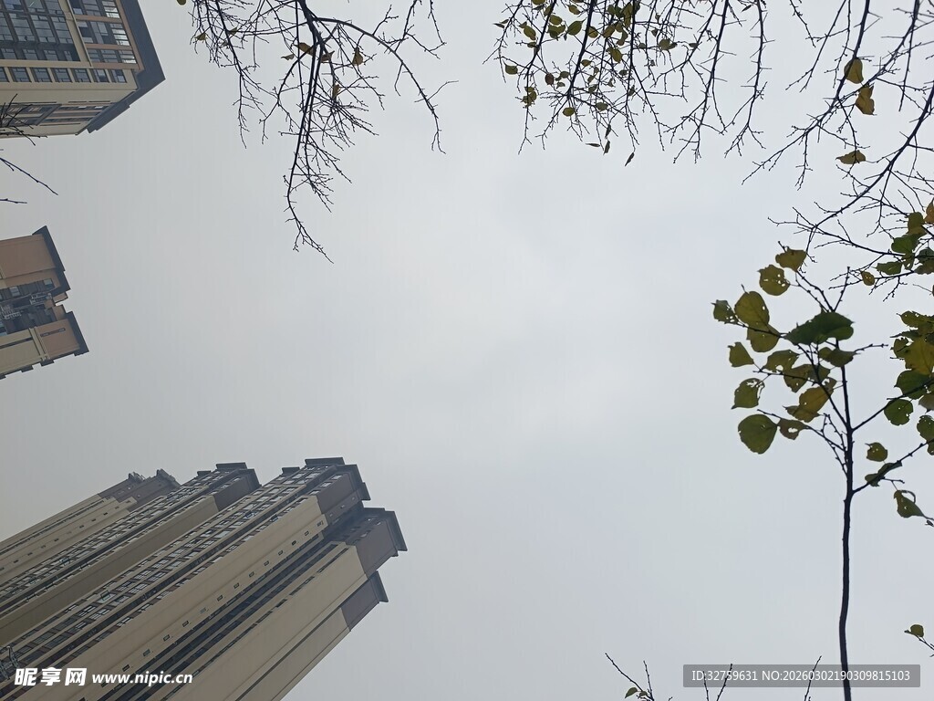 仰视高楼与树枝景观