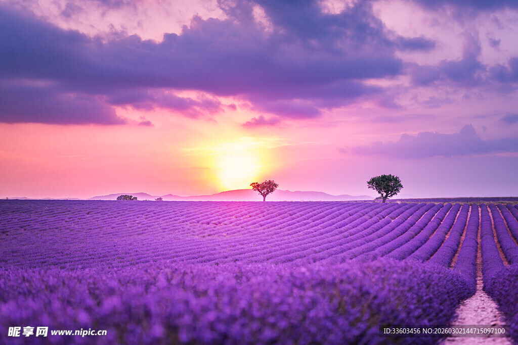紫色薰衣草田的浪漫日落