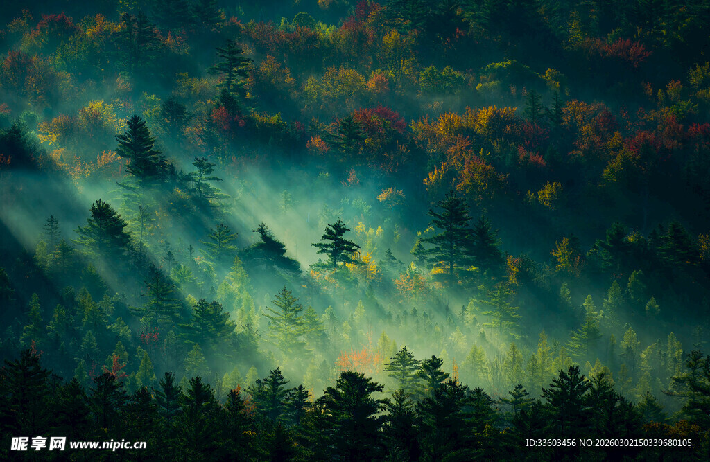 梦幻森林中的神秘光线