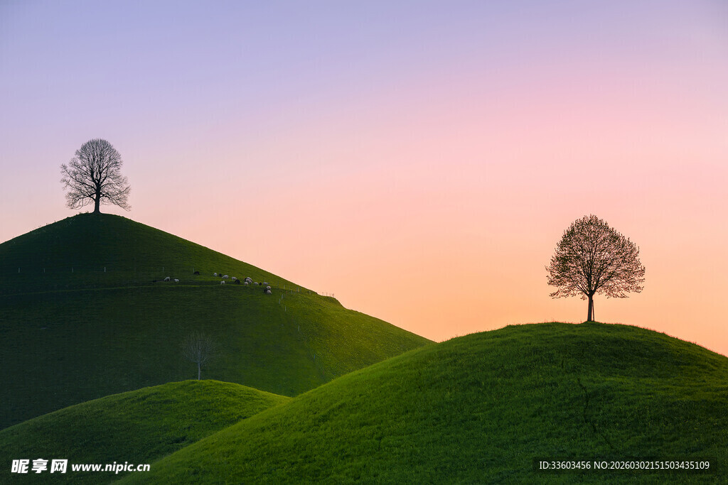 黄昏下的孤树与翠绿山丘