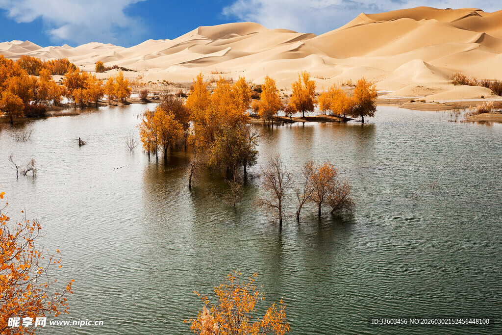 沙漠中的水域与金黄树木