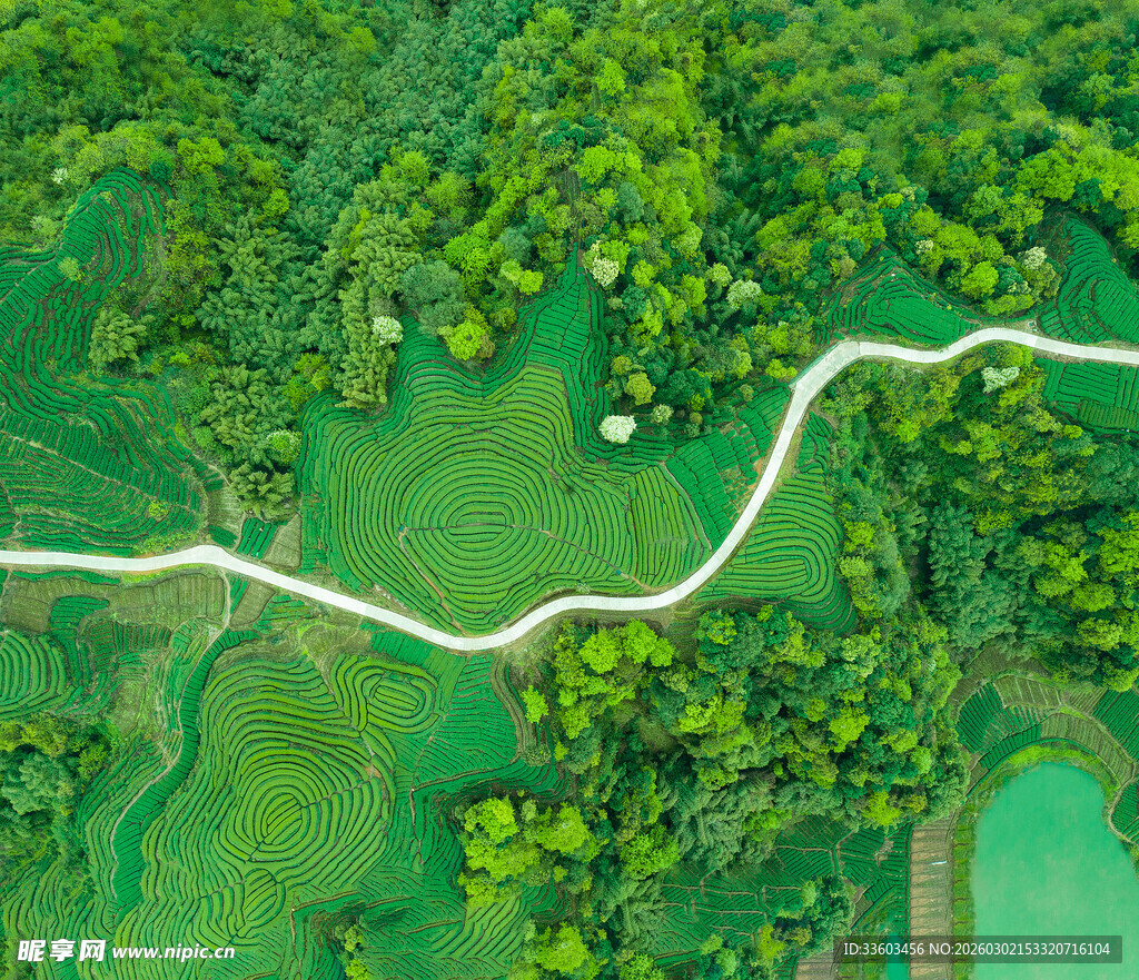 蜿蜒绿径穿梭葱郁山林