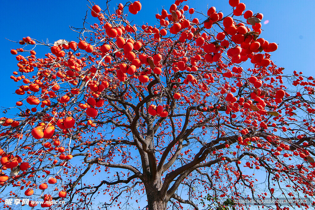 蓝天映衬下的红硕木棉花