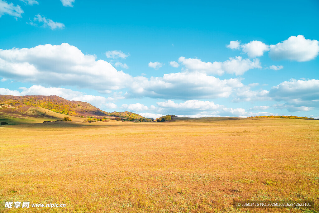 金黄田野上的蓝天白云