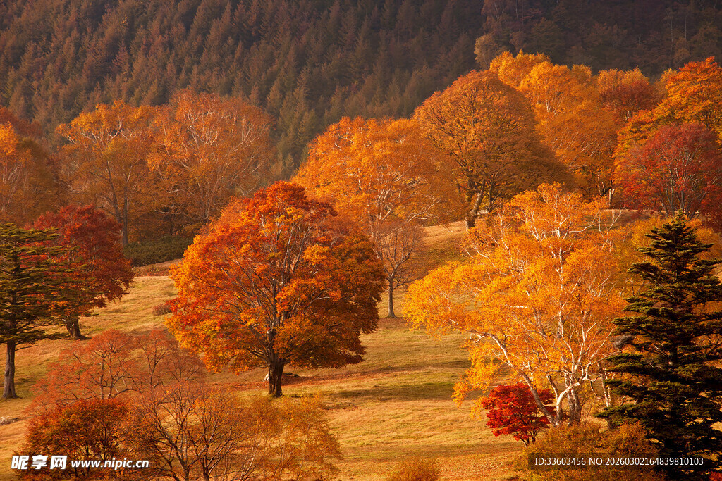 秋日山林绚丽景致