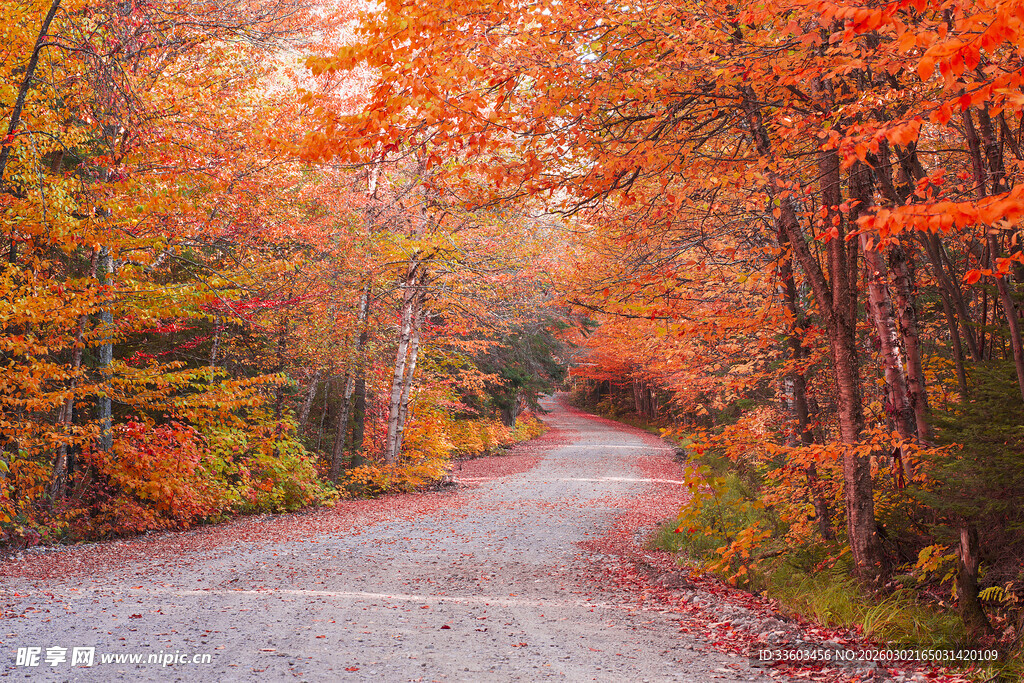秋日林间小路的斑斓景致