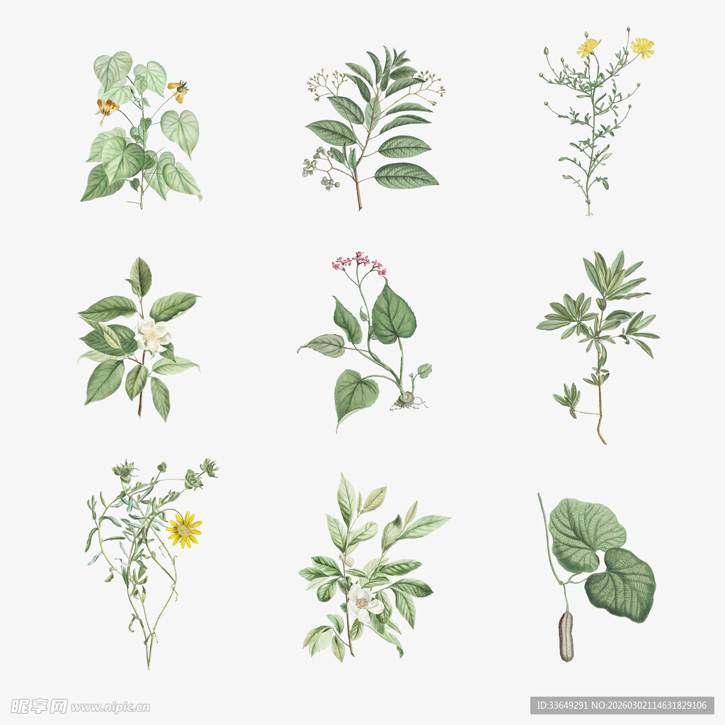 手绘清新植物插画集合