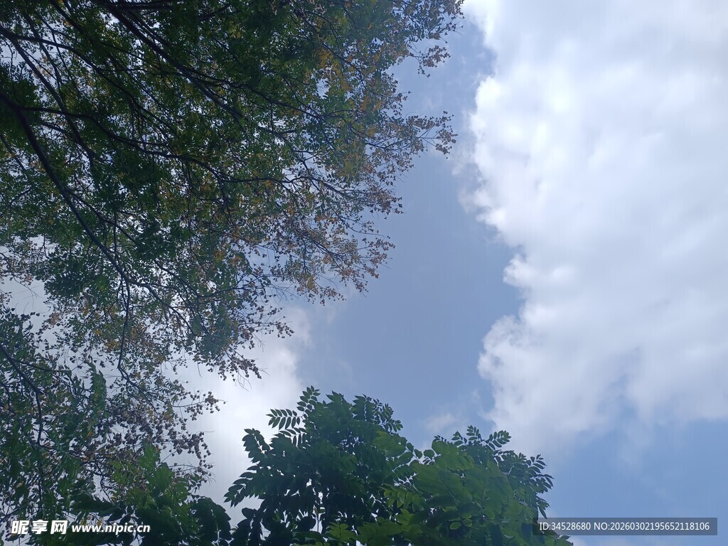 仰望蓝天绿树间的云朵