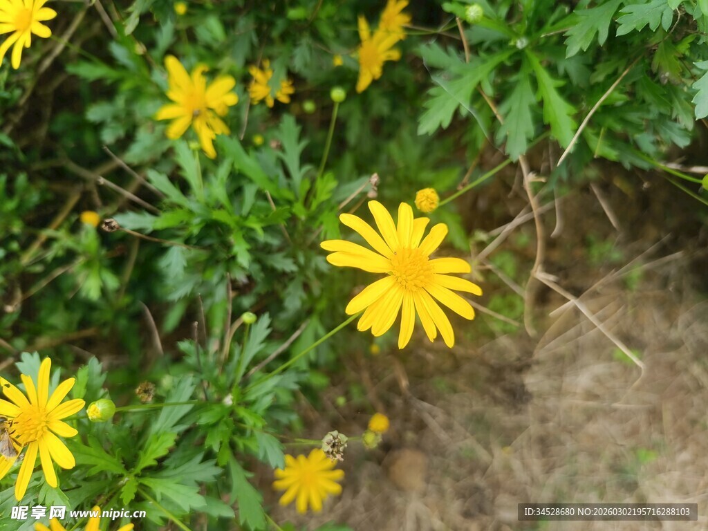黄色小野花绽放于绿叶间