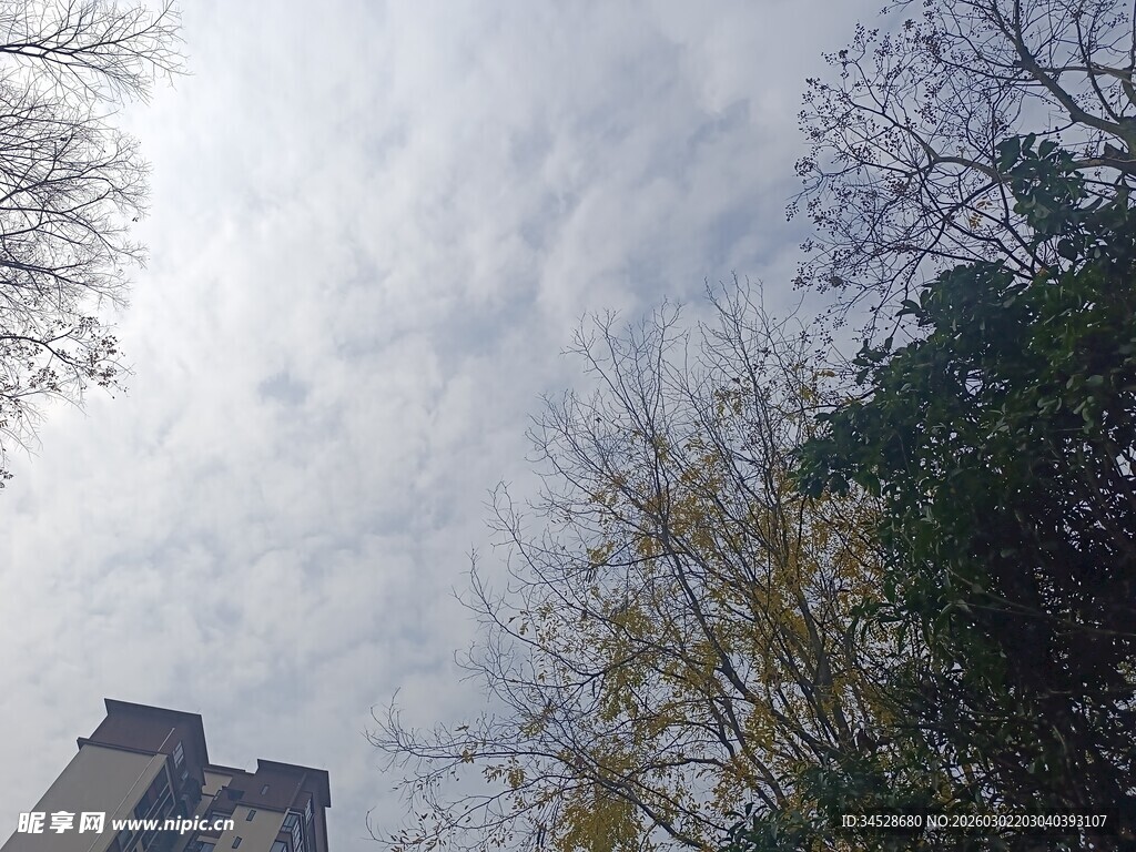 城市中仰视的天空与树木