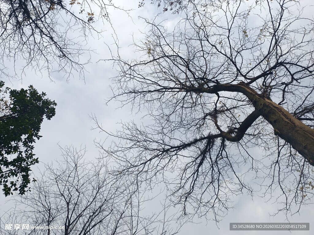 冬日枯树仰视图
