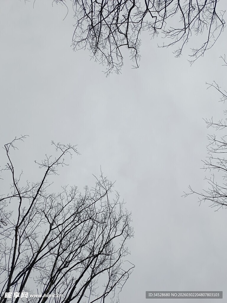 冬日枯树枝干景象