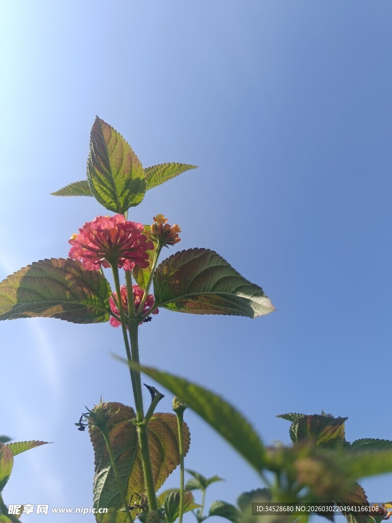 蓝天映衬下的娇艳花朵