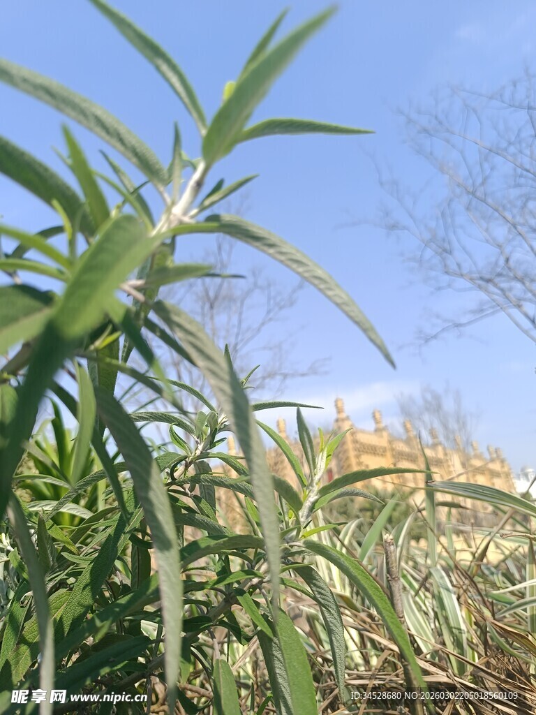 阳光下的芦荟植株