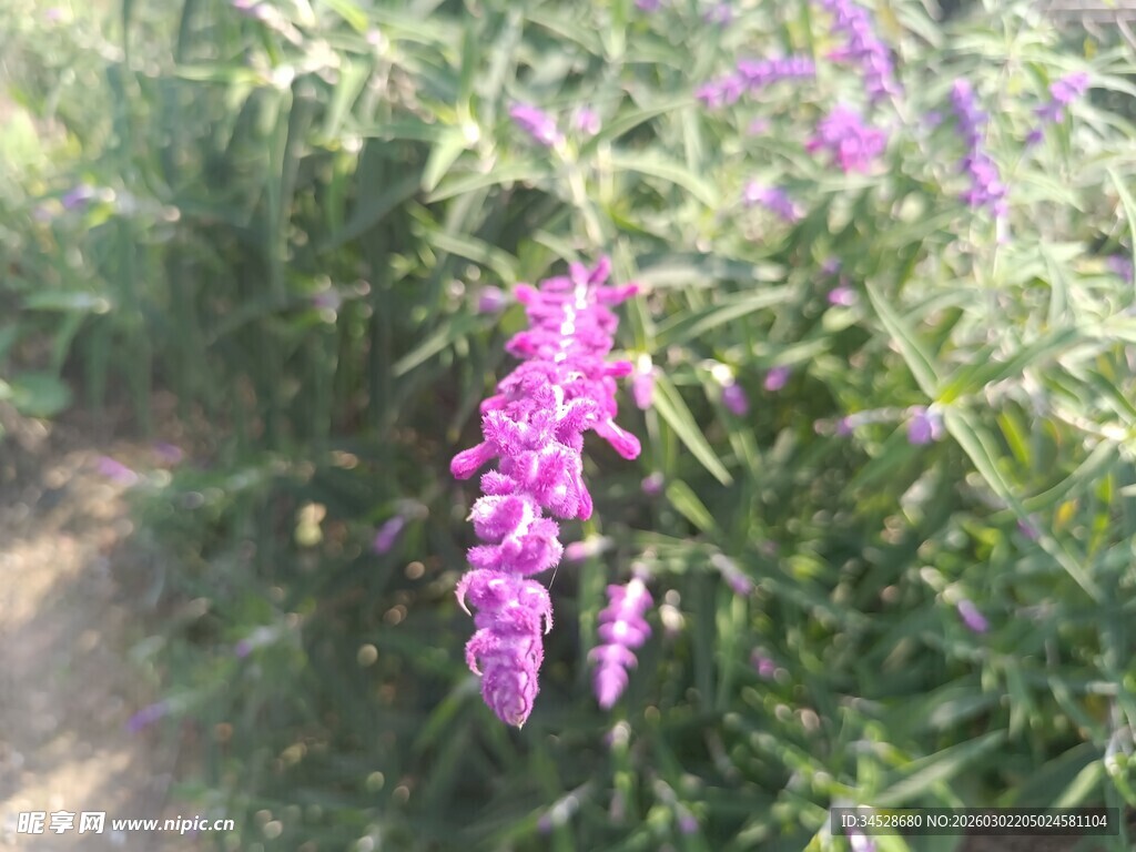 紫色花卉绽放于绿叶间