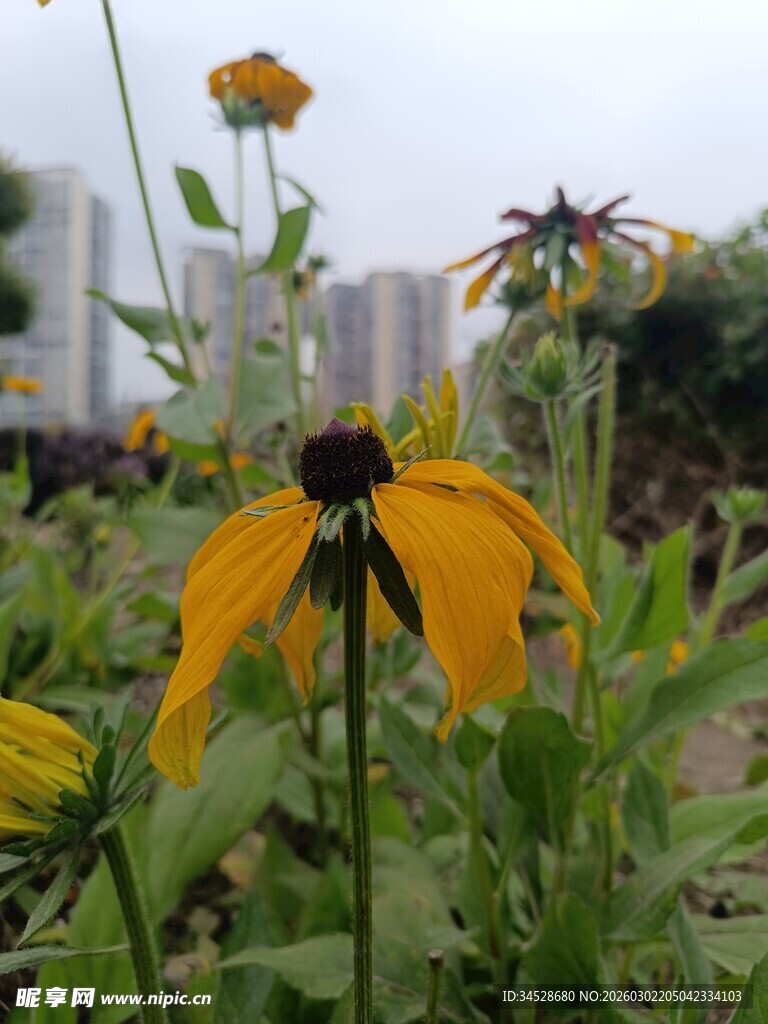 花园中绽放的黄色黑心菊