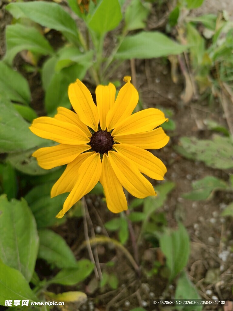 黄色黑心菊绽放