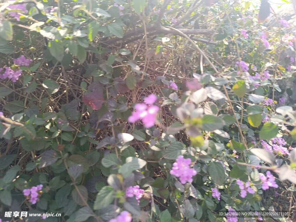 阳光下的紫色繁花绽放