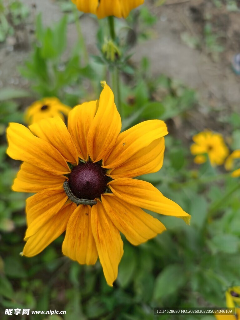 黄色黑心菊特写