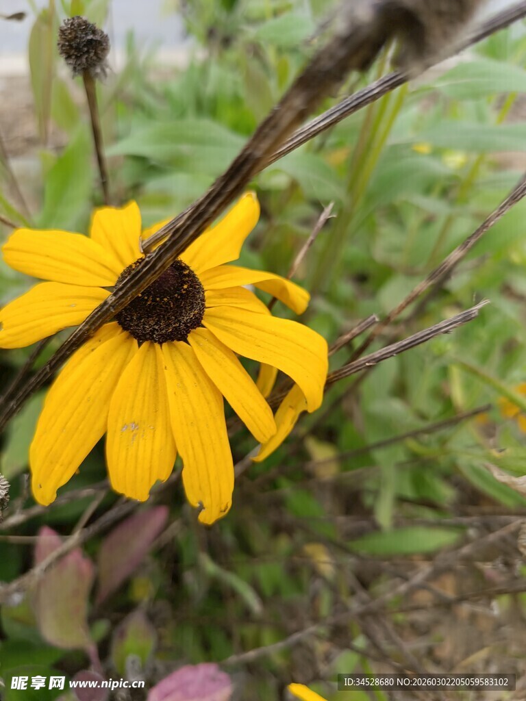 黄色黑心菊特写