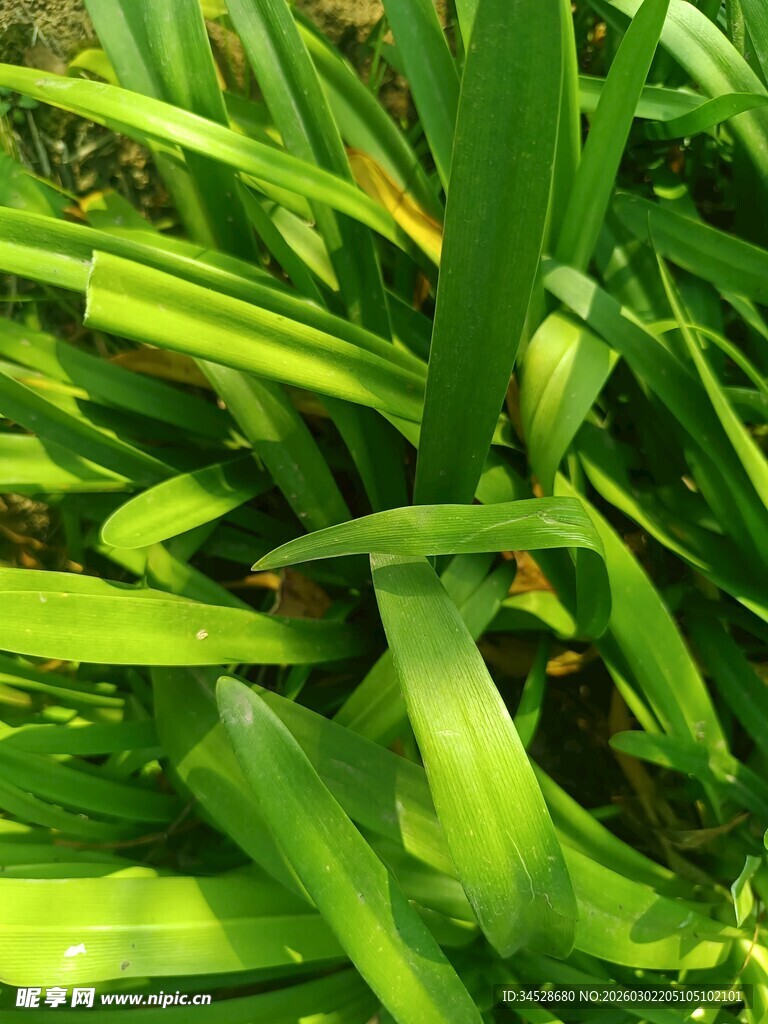 翠绿舒展的长条状植物叶片