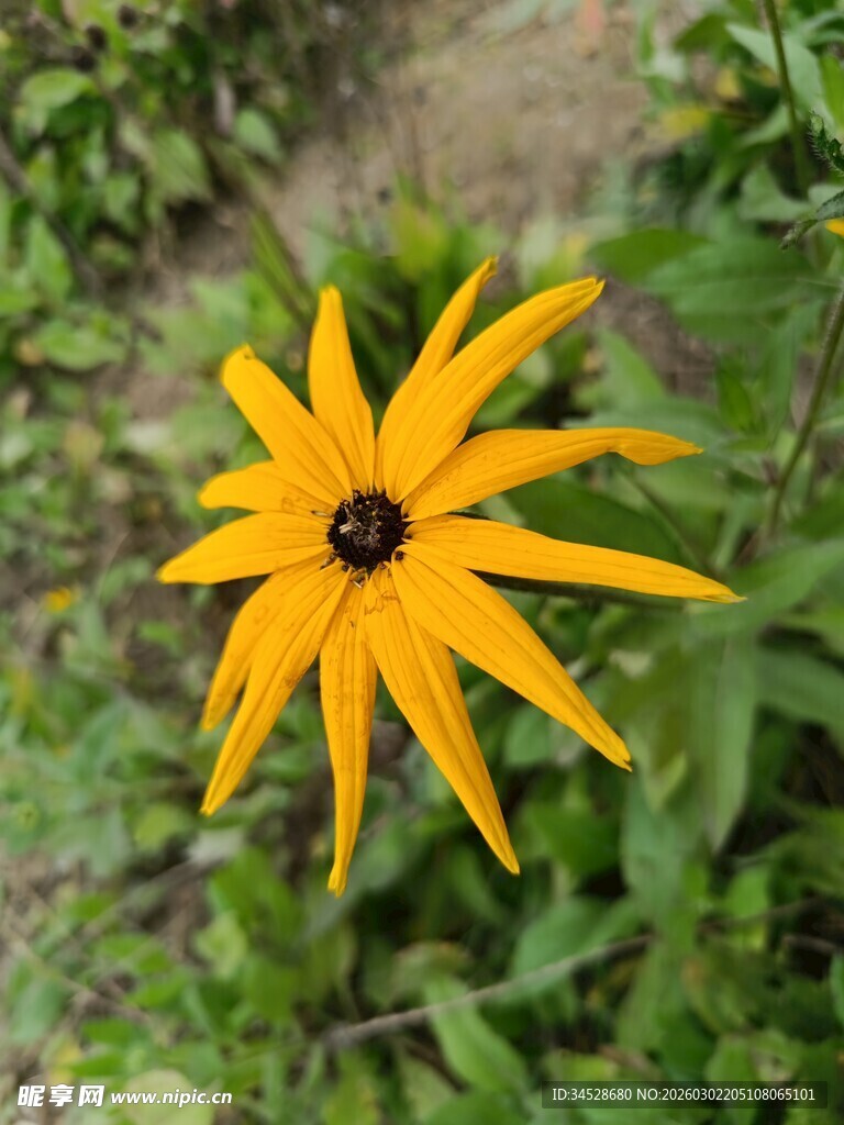 黄色黑心菊特写