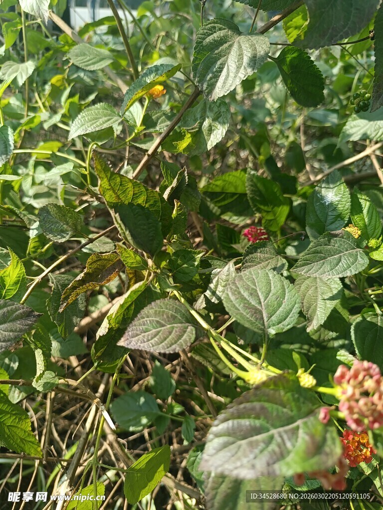 绿叶间的红色浆果