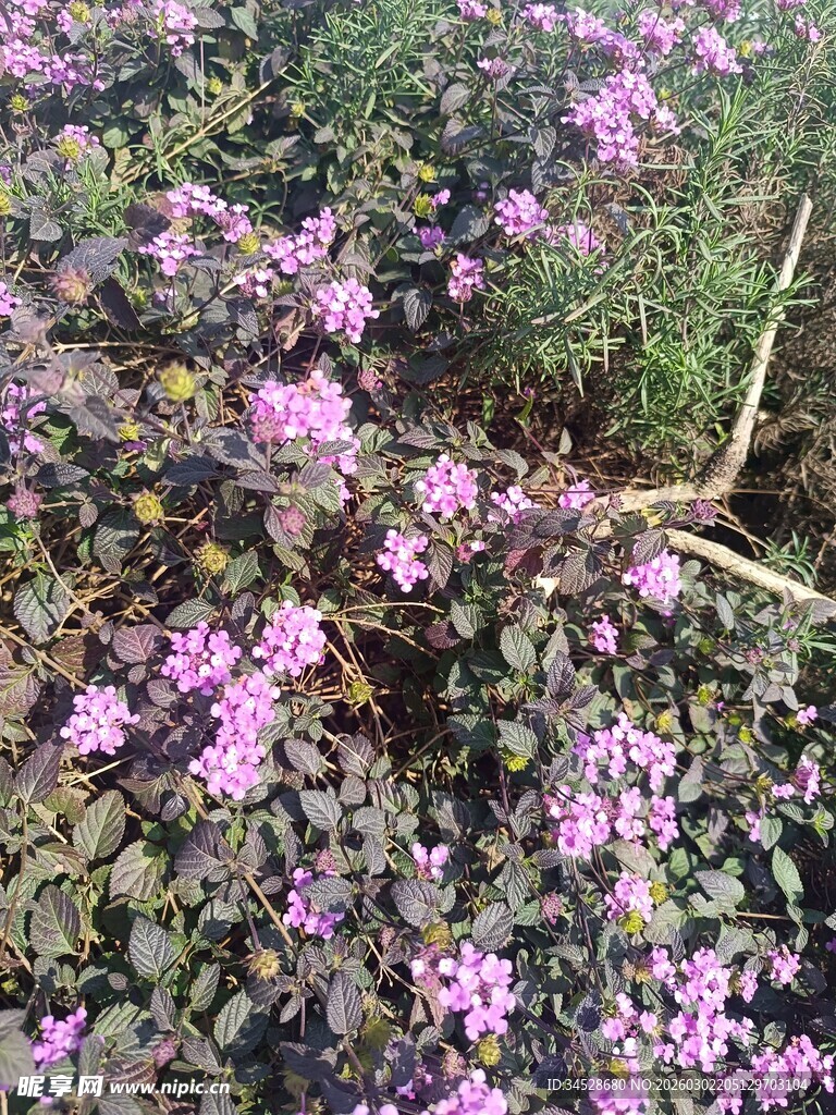 紫色小花绽放于草丛间