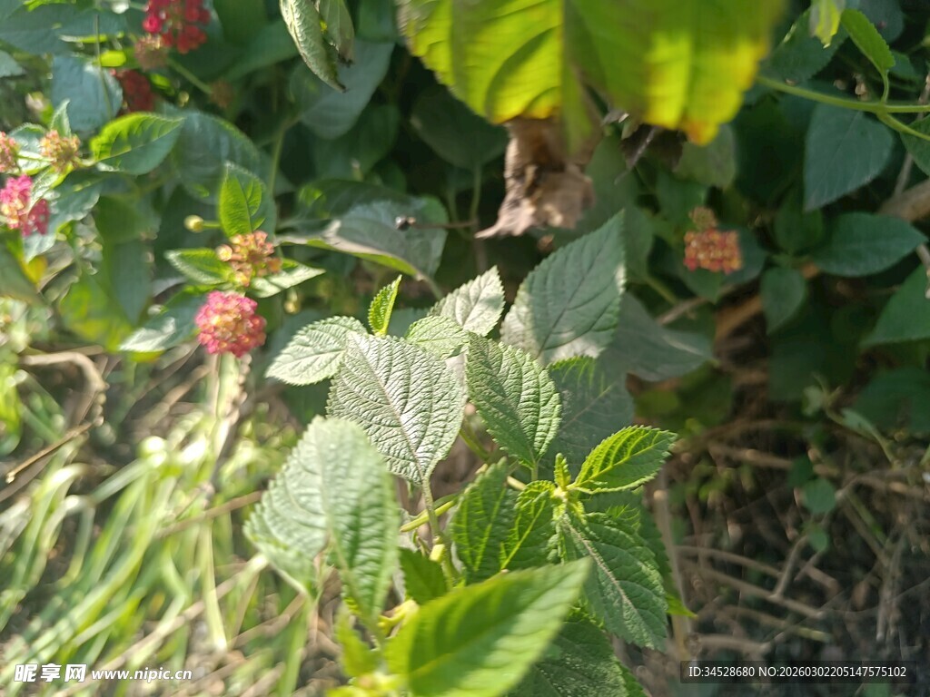 野外生长的红色树莓植株