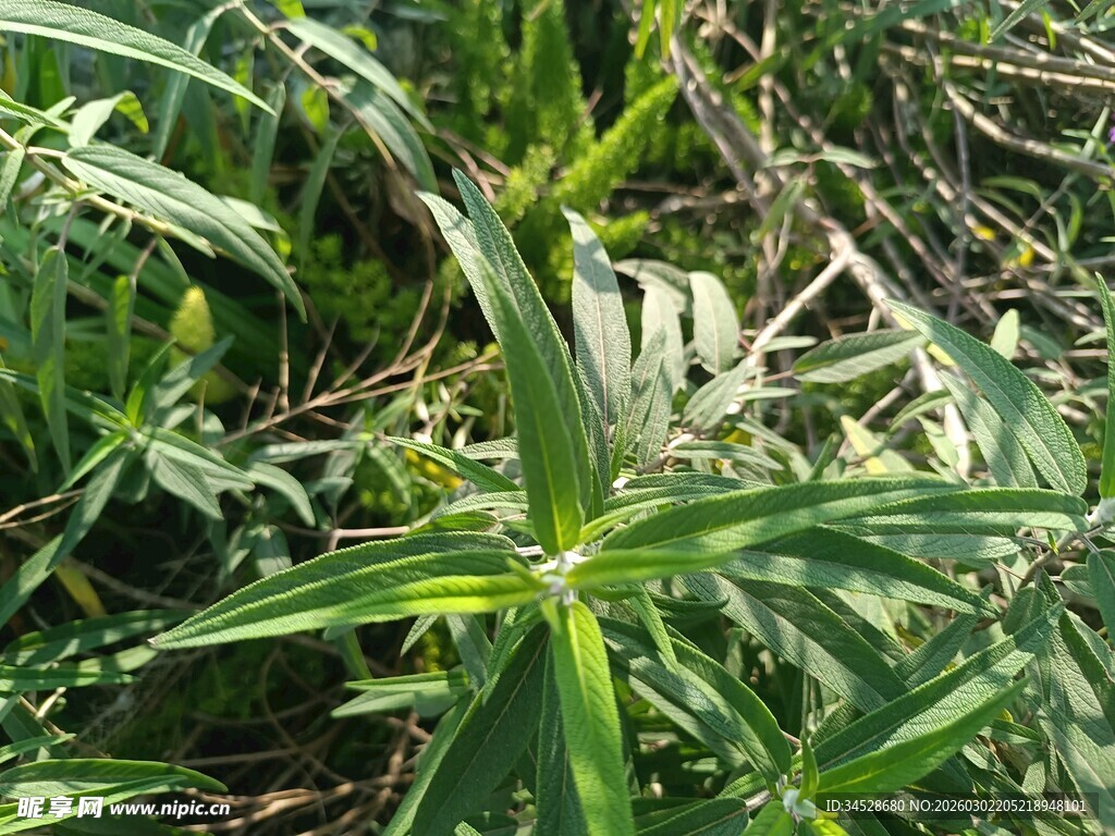 翠绿细长叶片的植物