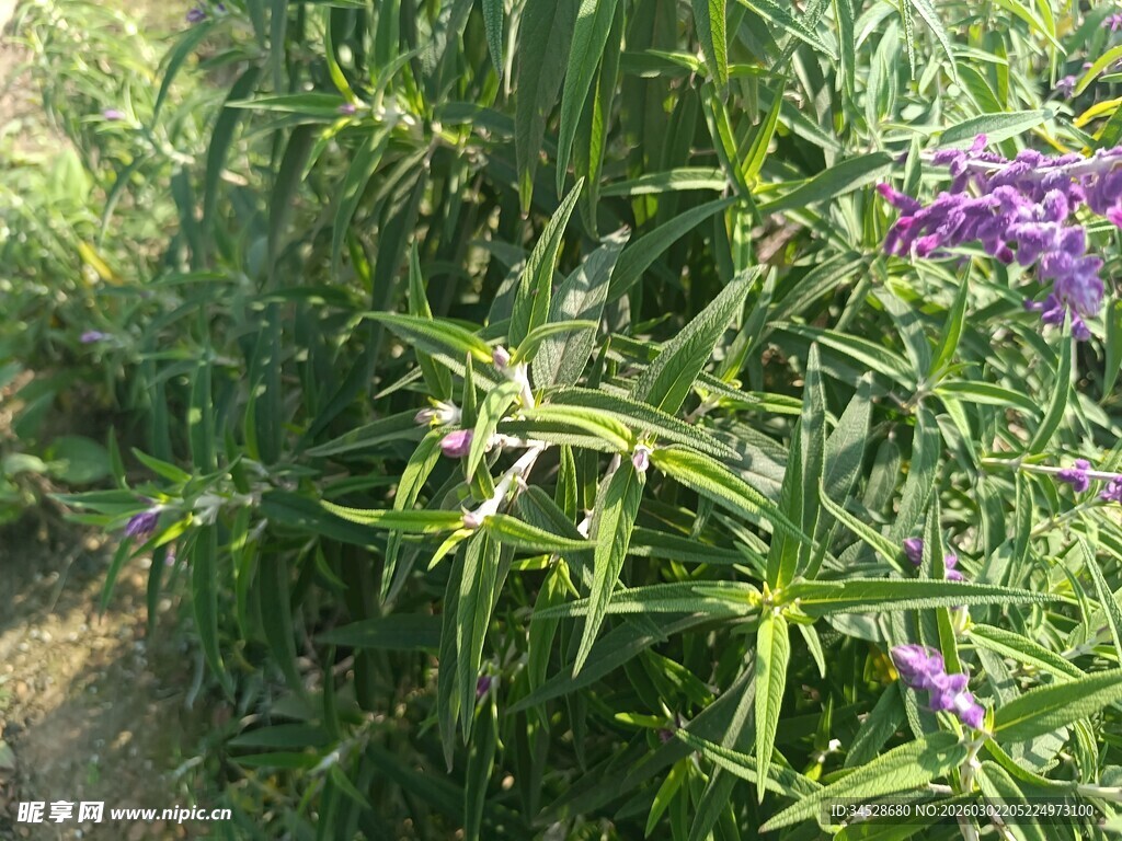 野外繁茂绿植与紫色小花