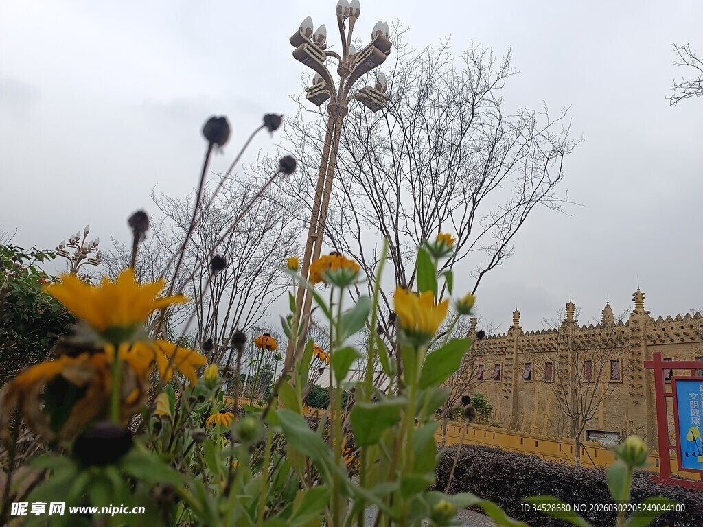 庭院中绽放的灿烂向日葵
