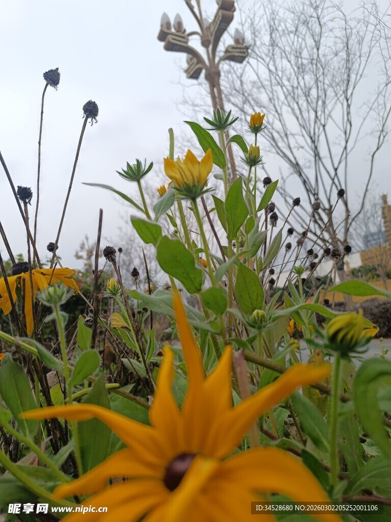 田野中的灿烂黑心金光菊