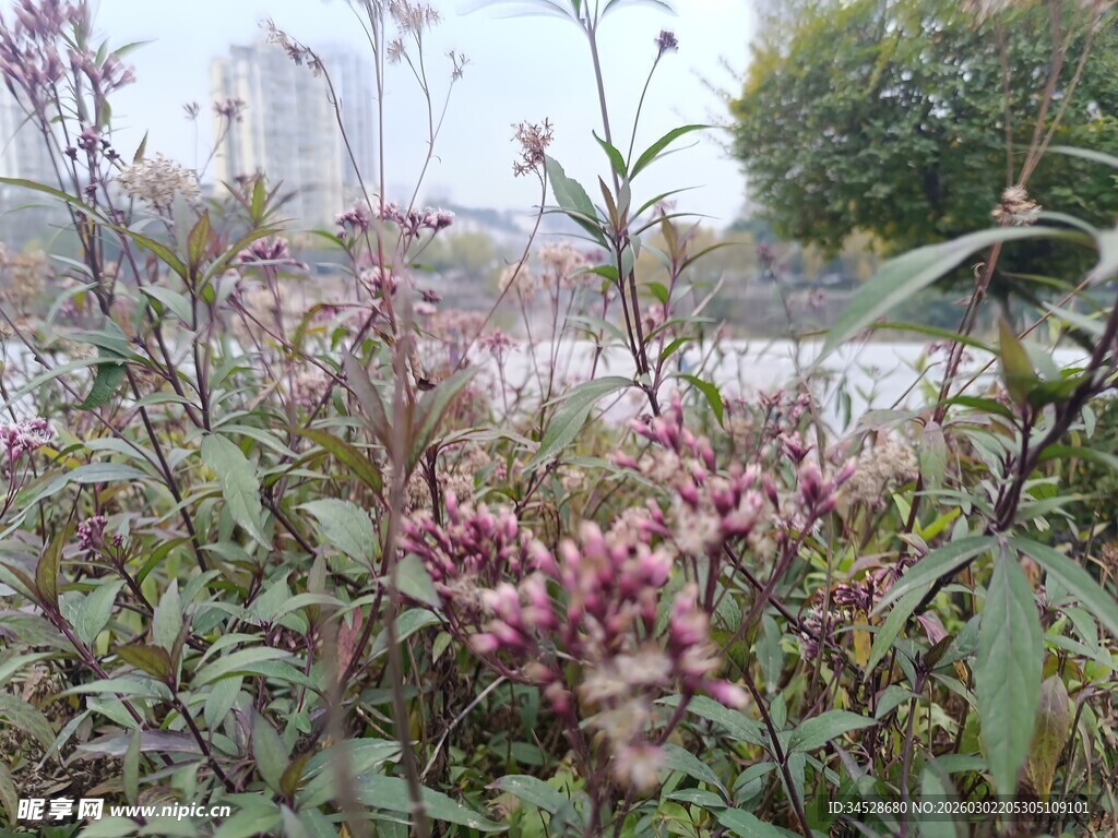 户外粉色花卉植物景观