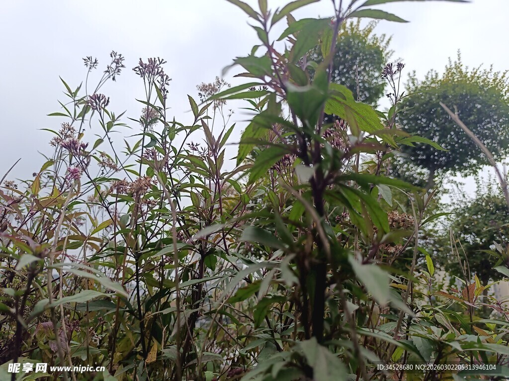 野外繁茂的植物景观
